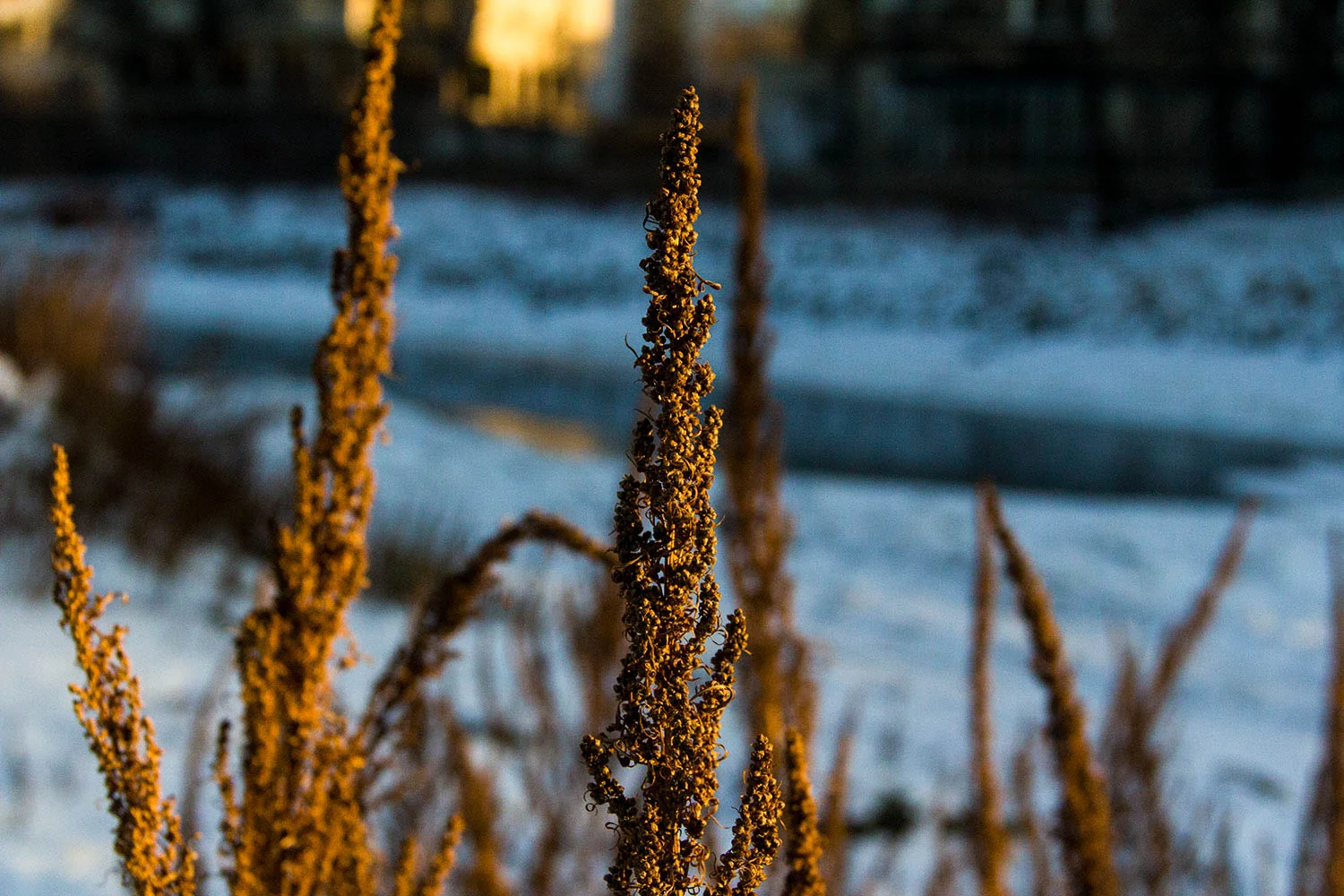 Riverside with Nicole Cote