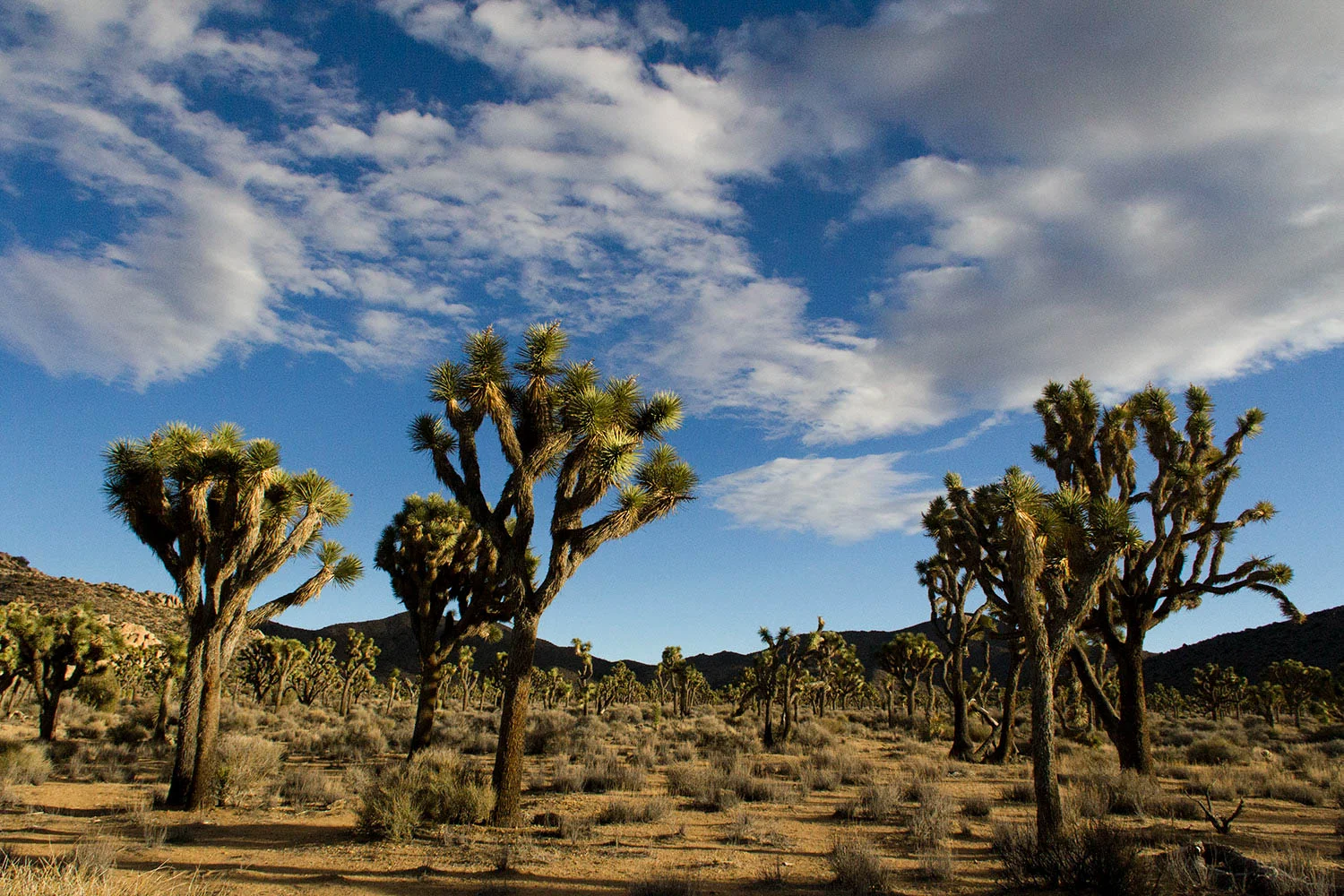 AeroPressing From Here and Away