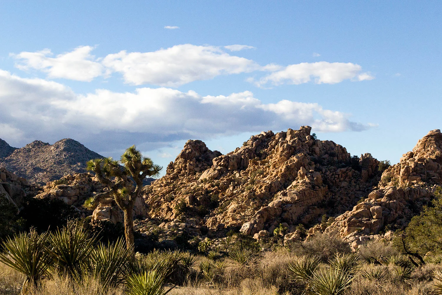 Joshua Tree Photo Essay