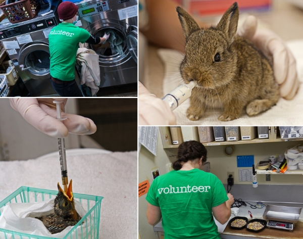PAWS working with wildlife