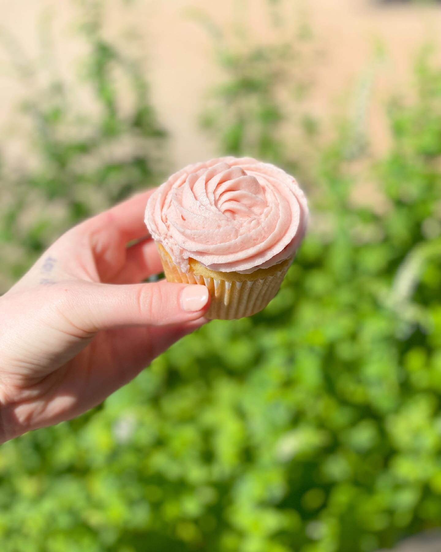 NEW! Raspberry + Vanilla cupcakes are our new seasonal cupcakes 🧁 they&rsquo;re pretty AND they taste good 😋

#mazamacoffee