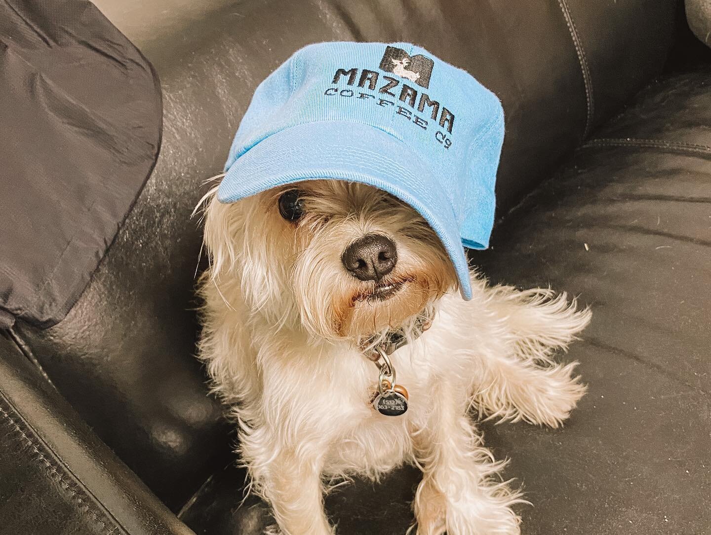 Don&rsquo;t let Debbie Reynolds&rsquo; model face fool you, she loves our new hats! 🐶❤️ 3 colors - in shop now! 

#mazamacoffee #atxcoffee #austincoffee #drippingspringstx #drippingsprings #thisistexas #drinklocalcoffee