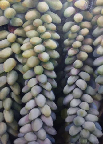 Burro's Tail