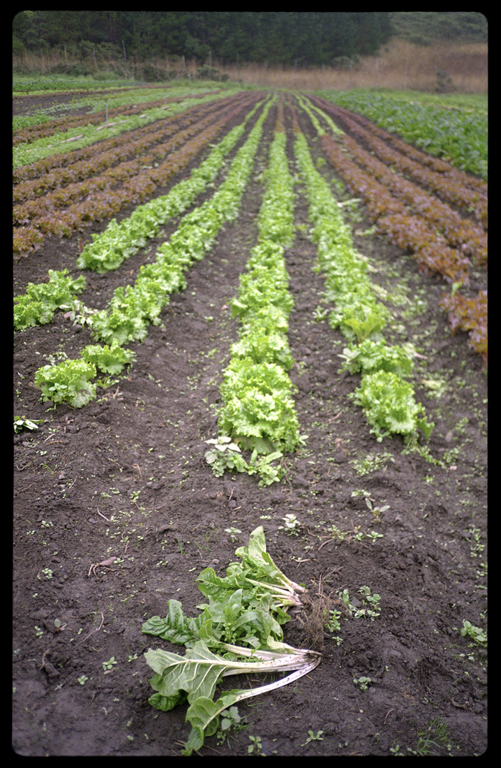 Crop Rows, Green Gulch Farm