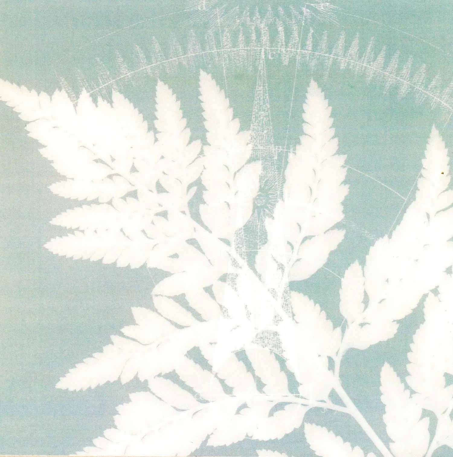 Fern