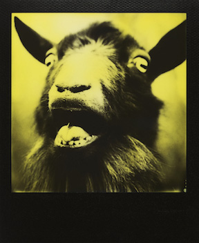 Portrait of a Screaming Goat