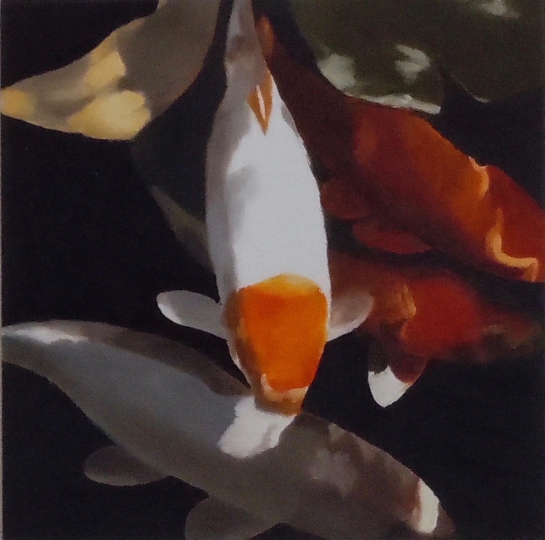 Koi