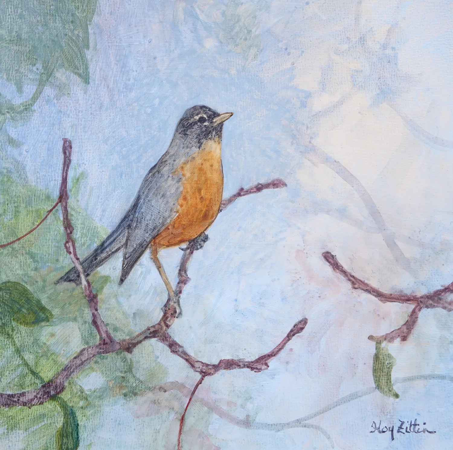 American Robin