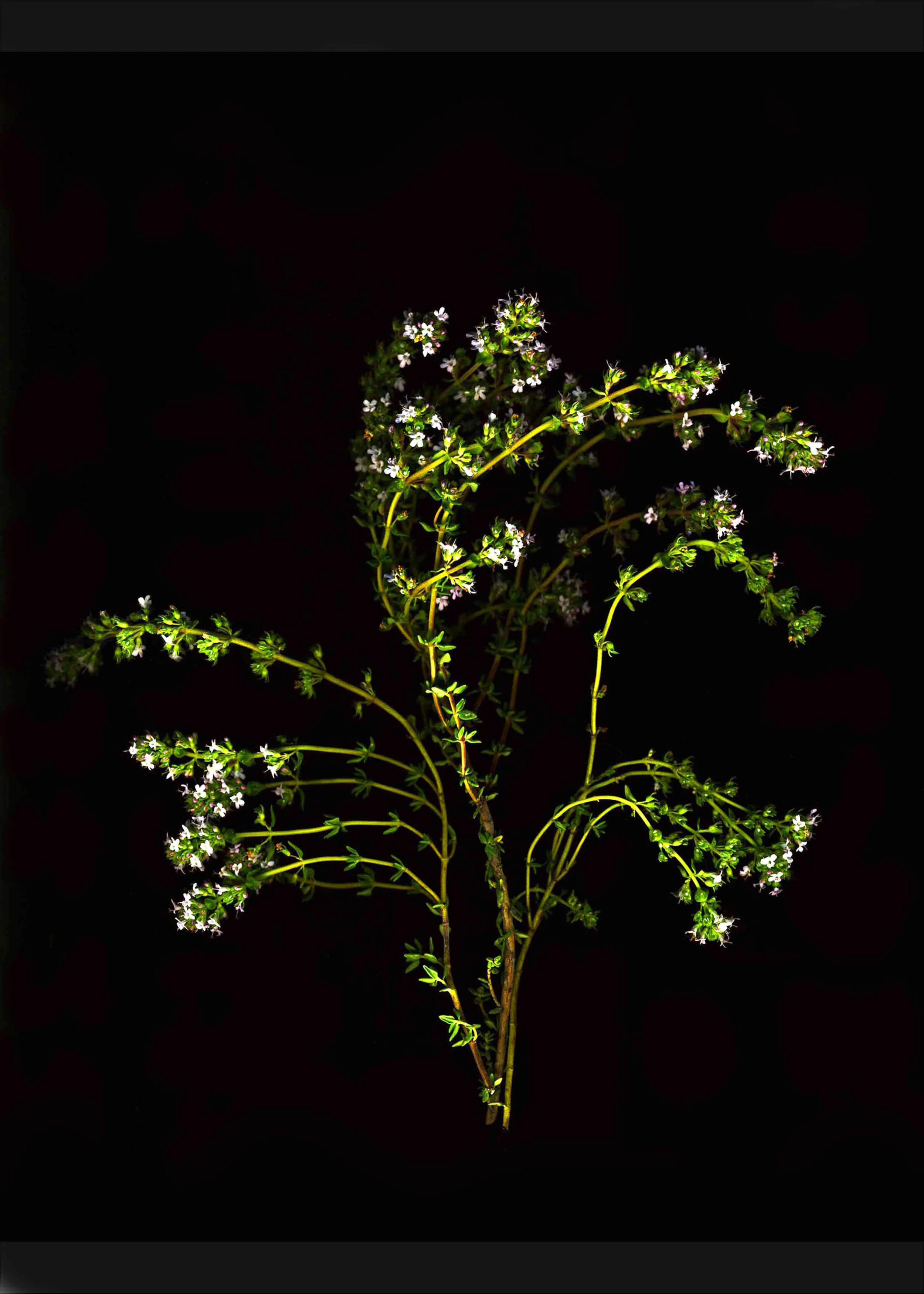 Thyme
