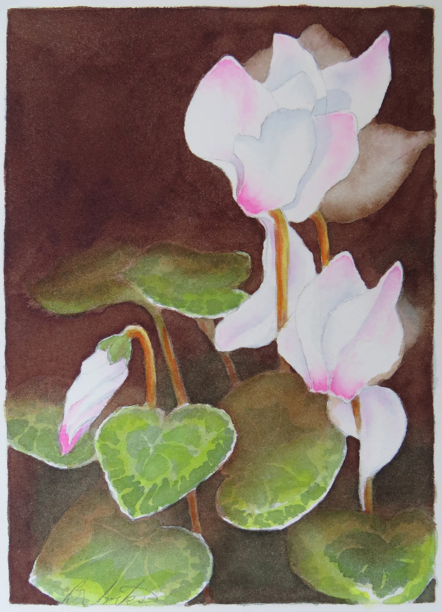 Cyclamen in the Shade Garden