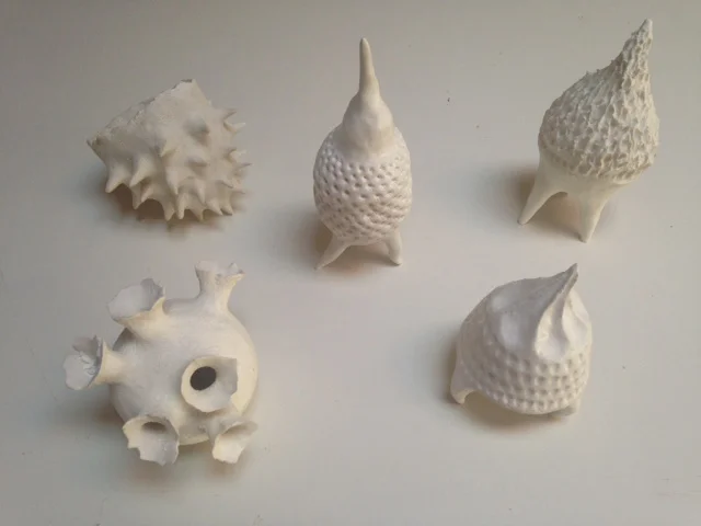 Diatom Series