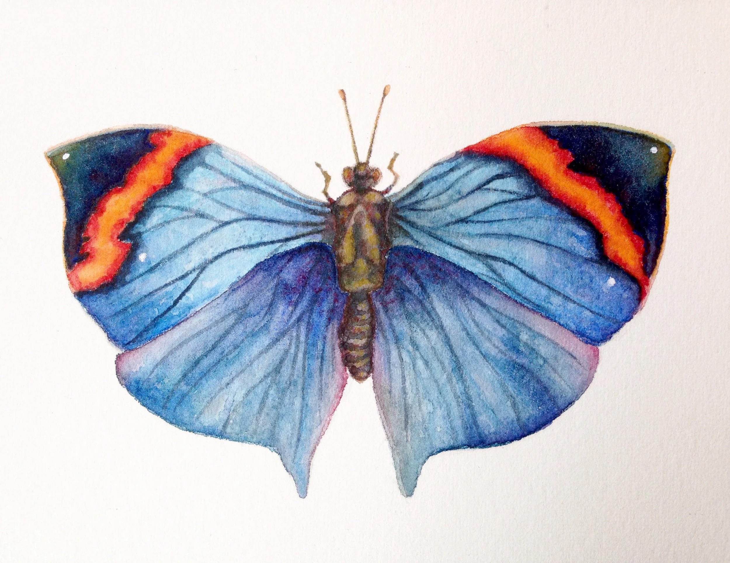 Kallima inachus