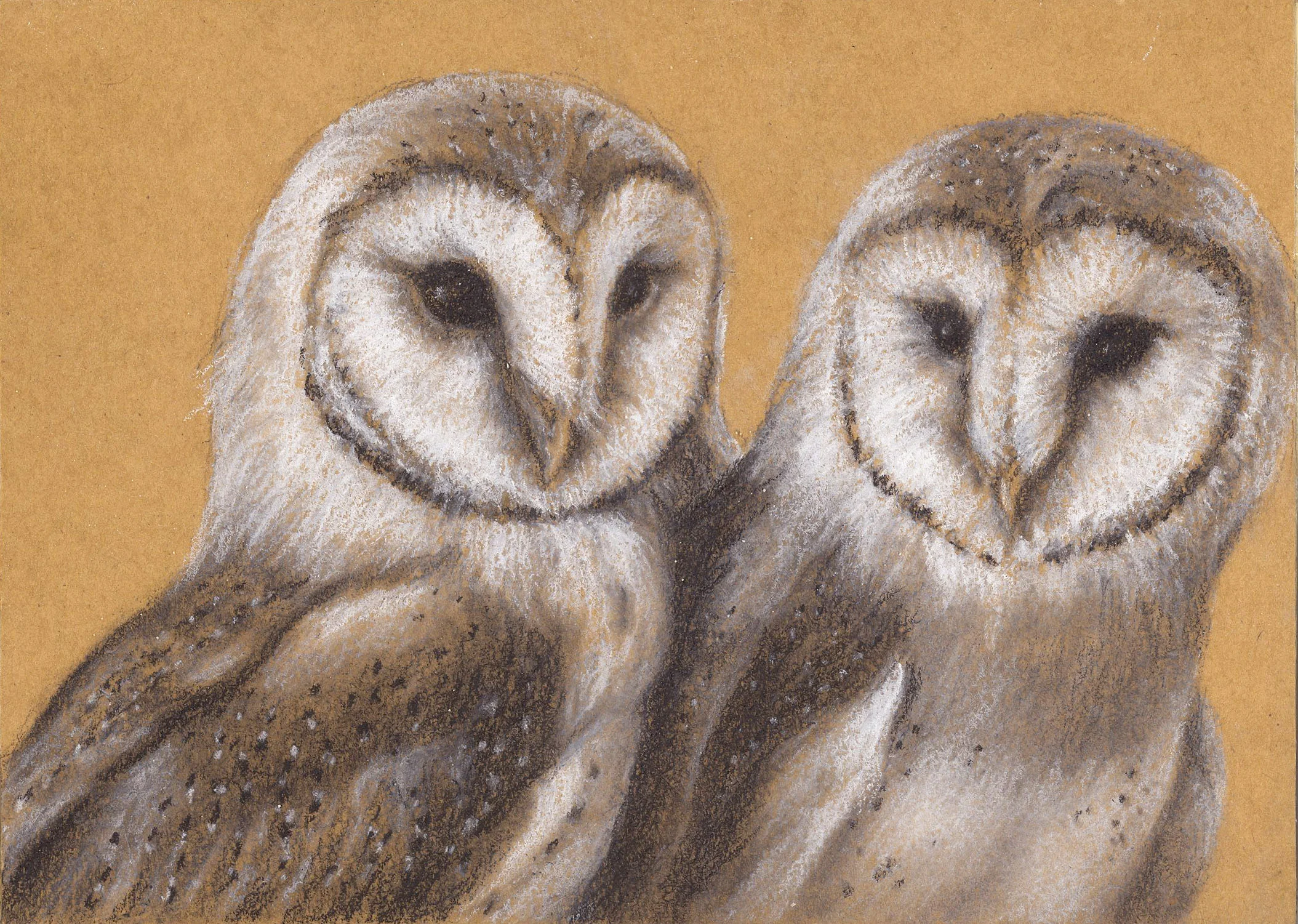 Barn Owls
