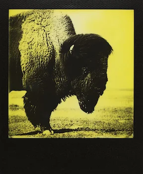 Portrait of a Bison