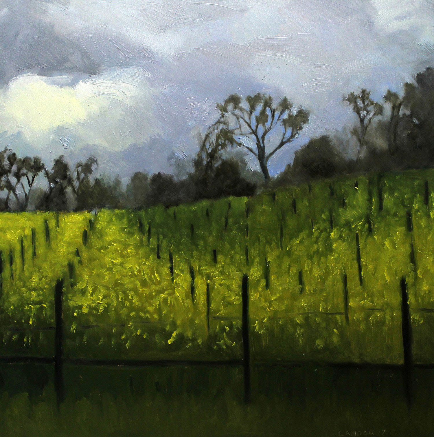 Spring in the Vineyard