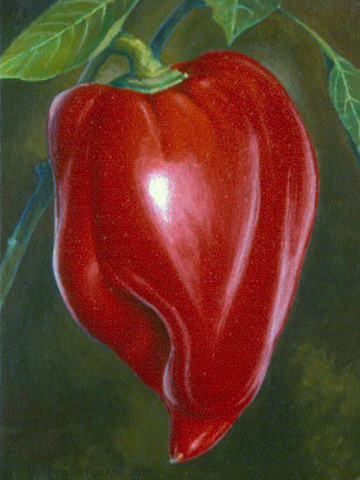 Ripe Bell Pepper