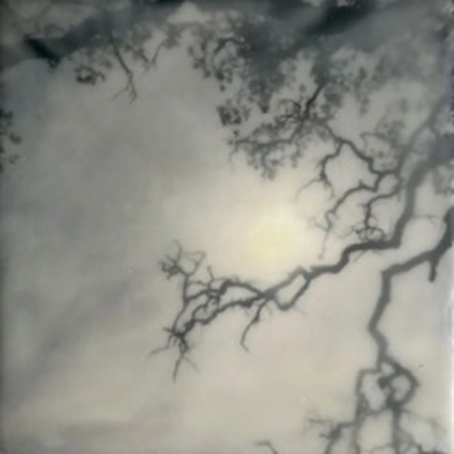 Tree with Sunlight