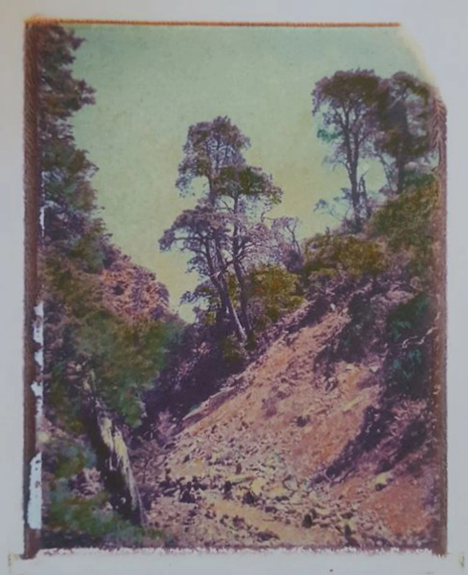 The Cedars