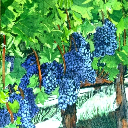 Grapes on the Vine