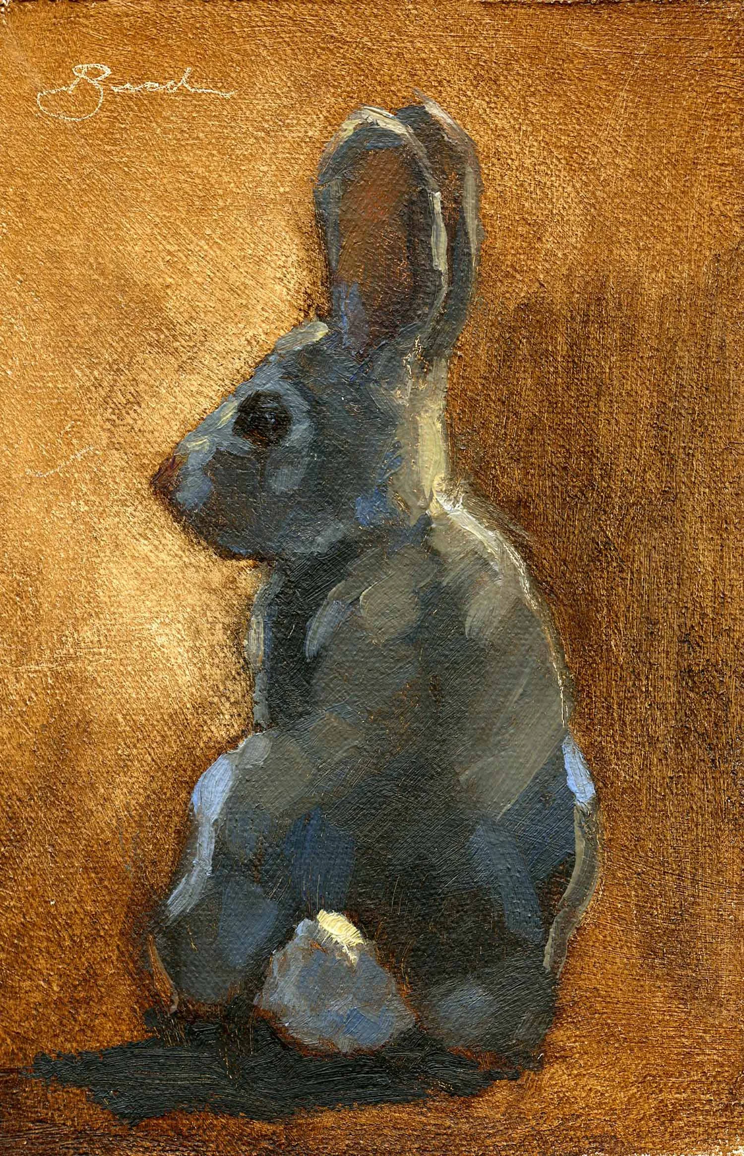Cottontail
