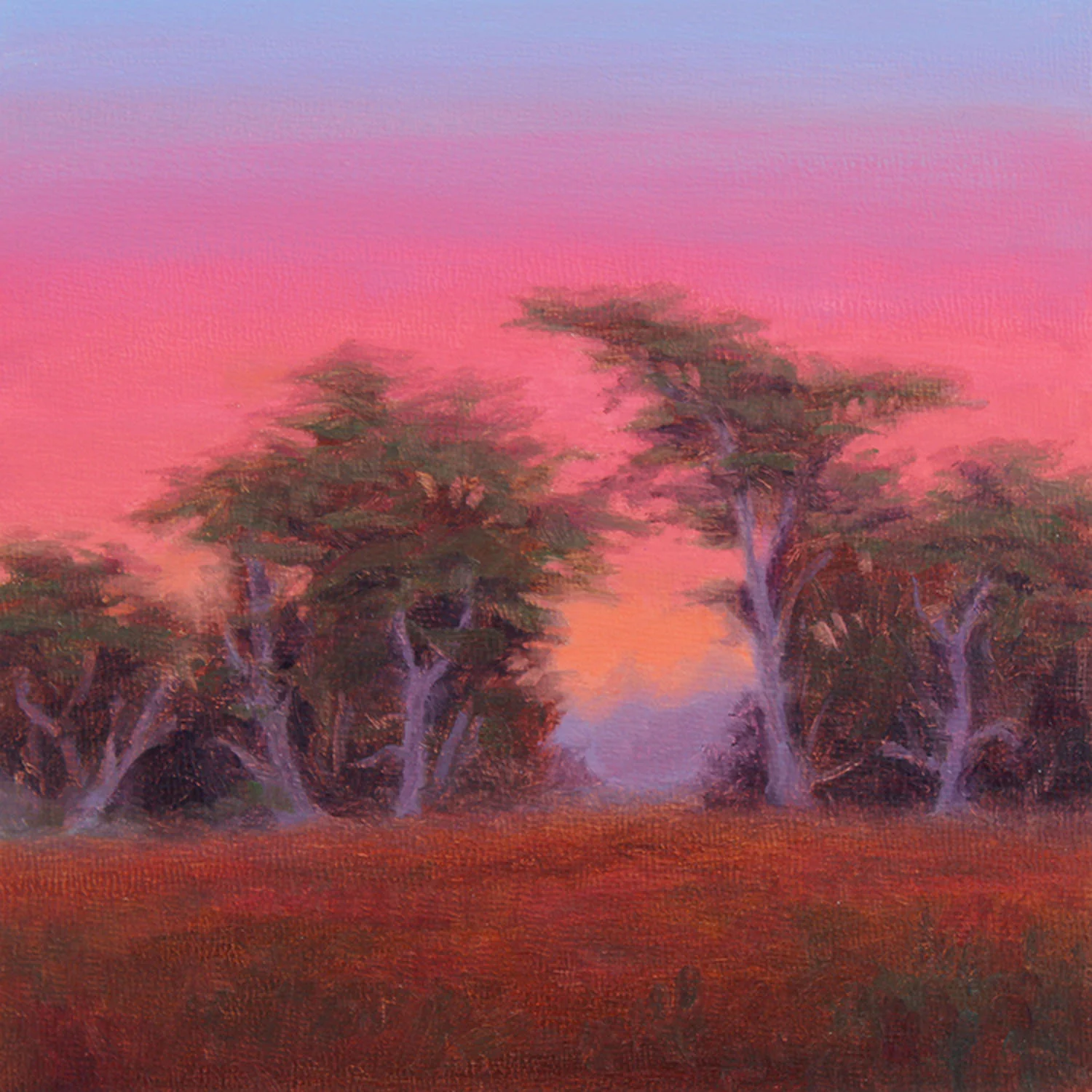 Cypress at Dusk