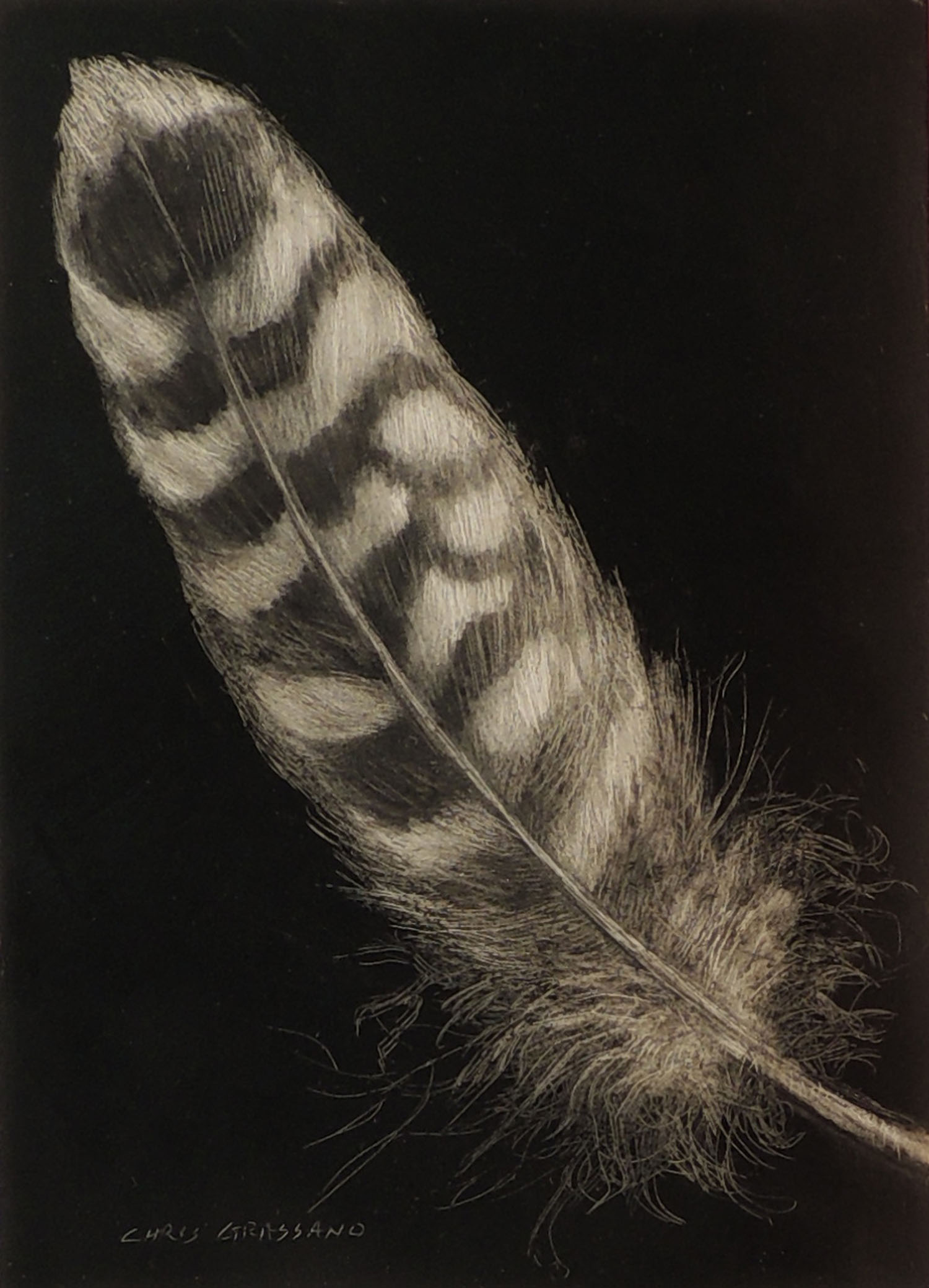 Raptor Feather