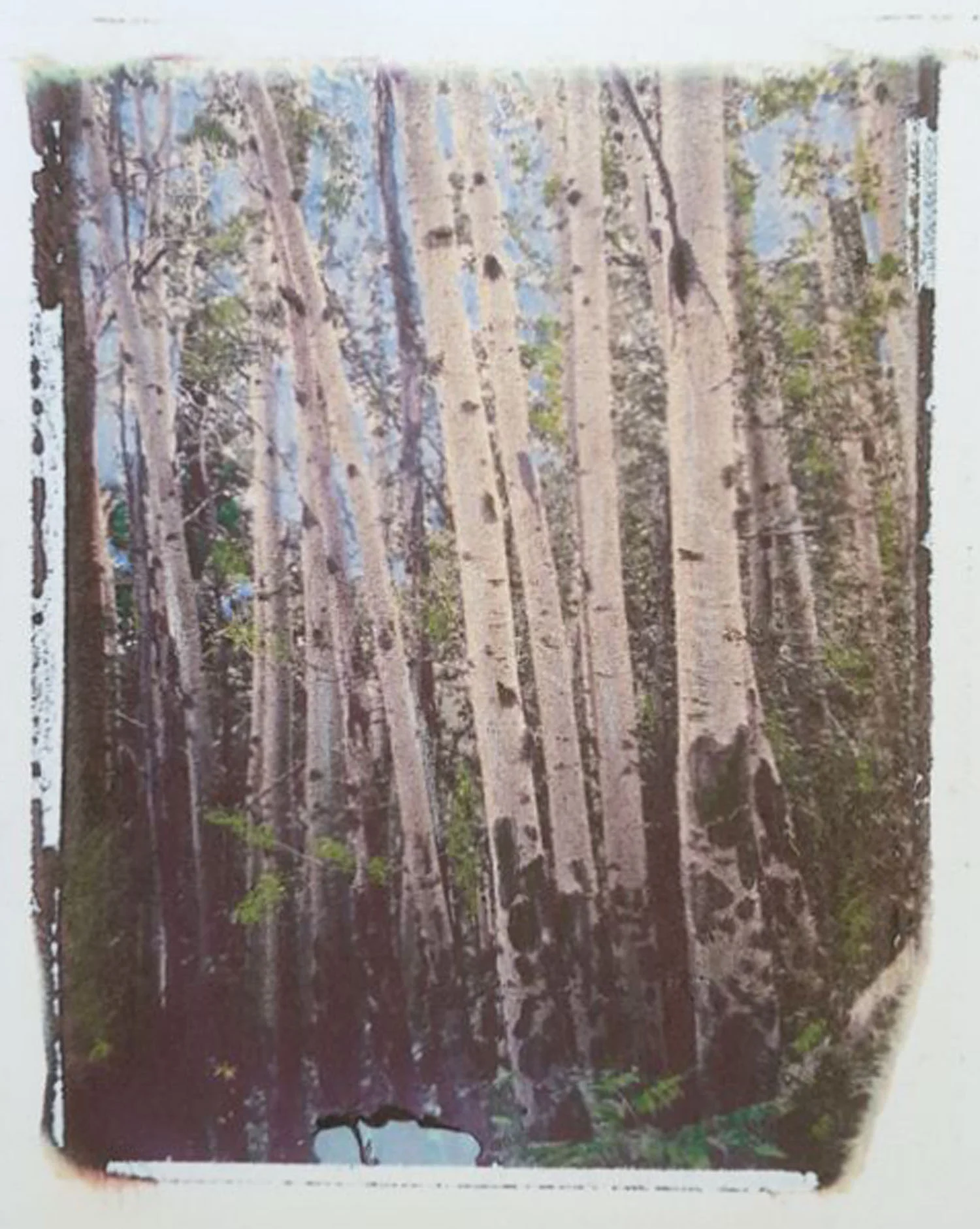 Aspen