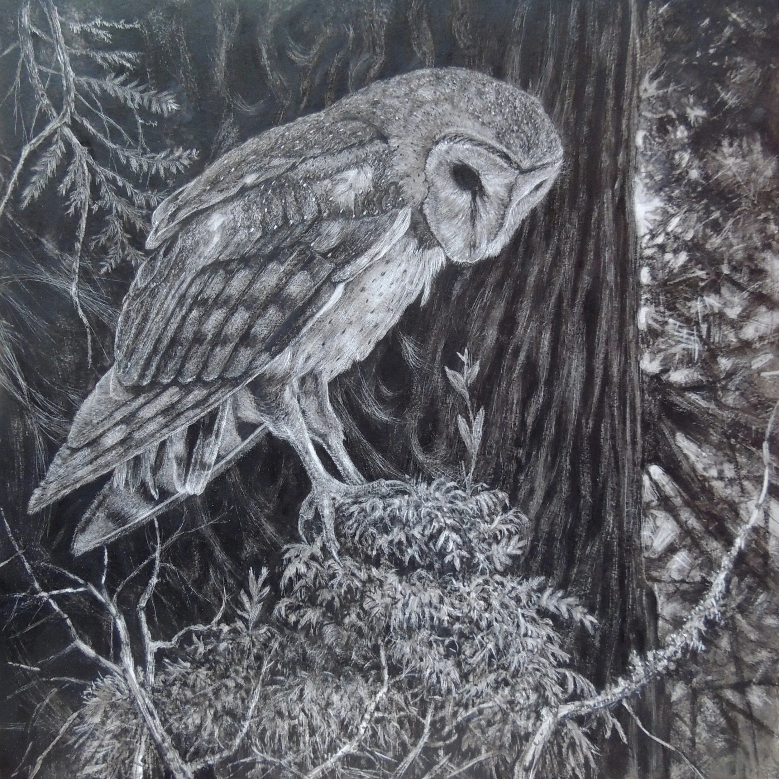 Owl Thoughts