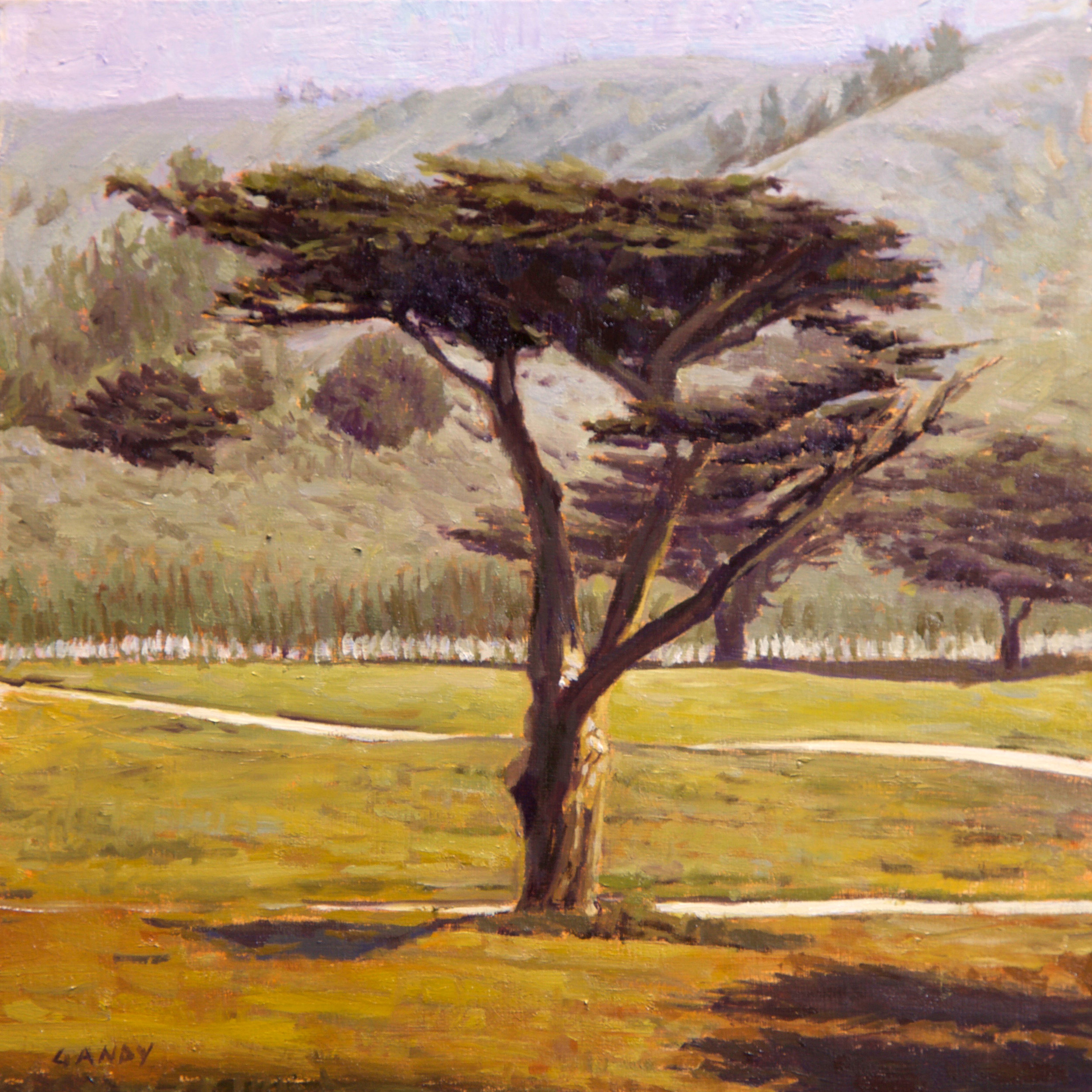 Pacifica Cypress