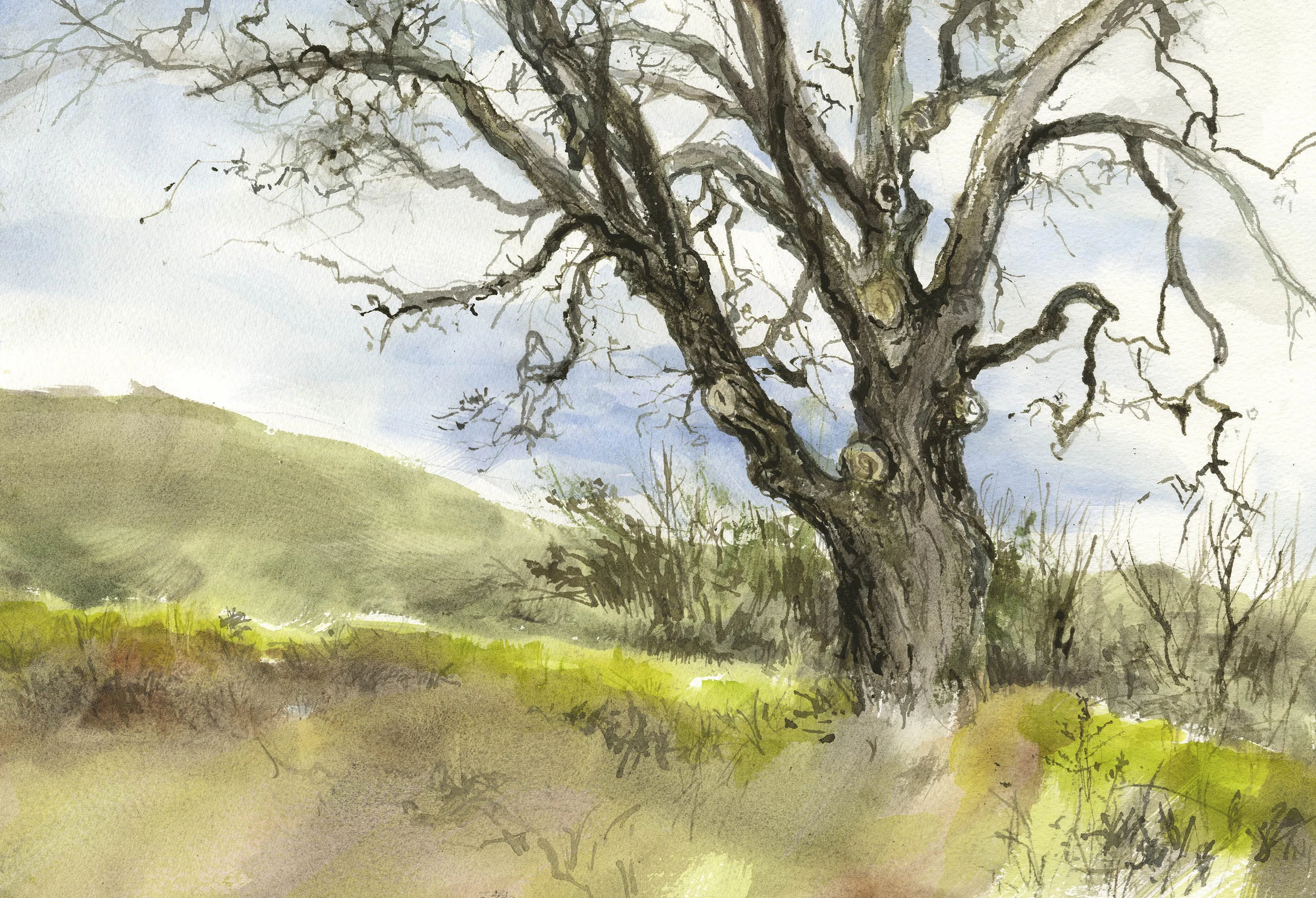 Almaden Quicksilver Oak