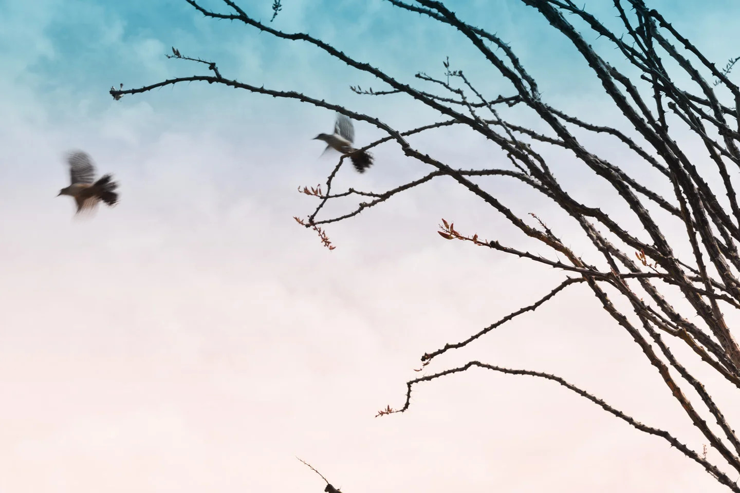 Ocotillo & Doves