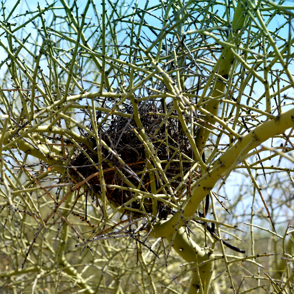 Nest