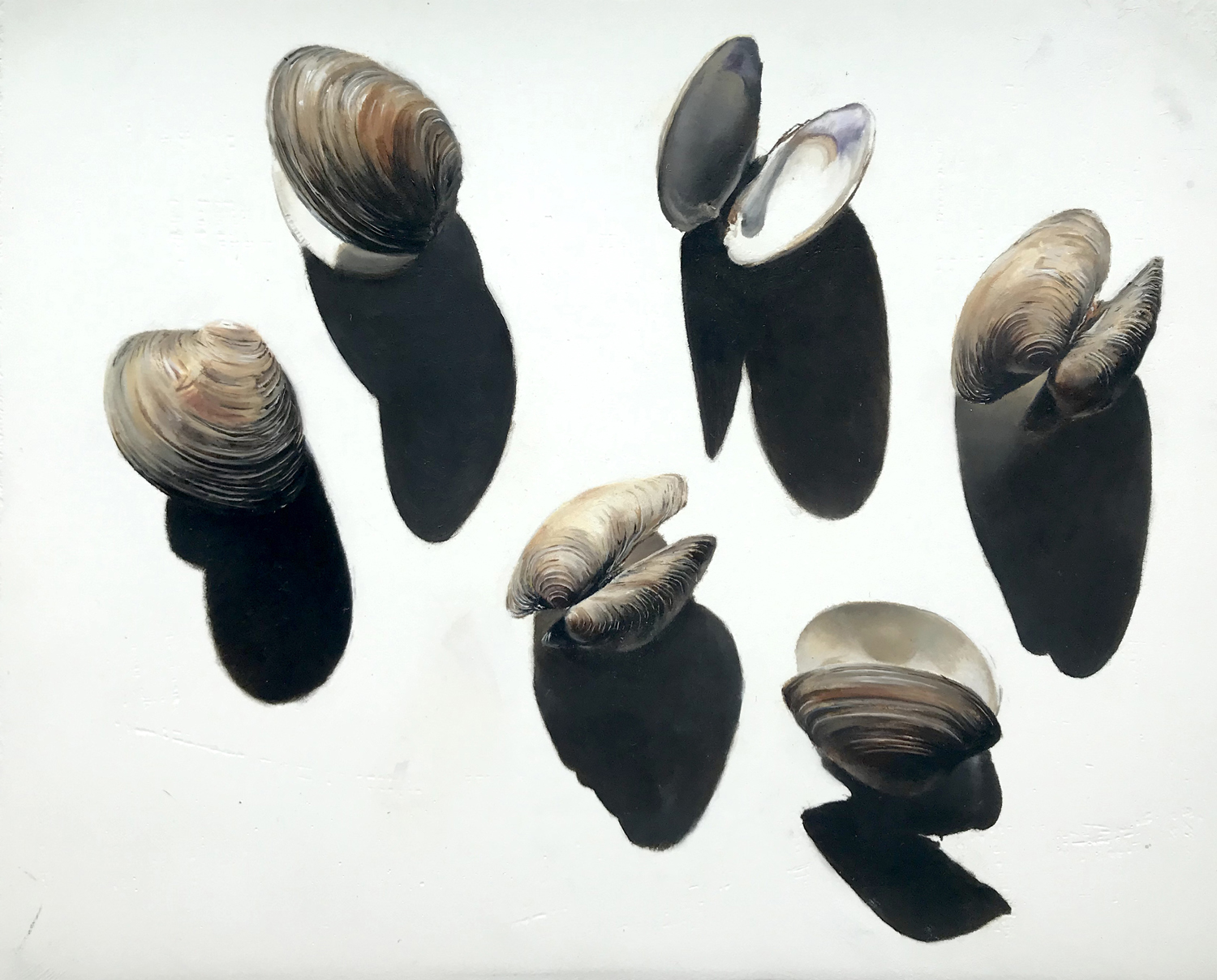 Clam Shells and Their Shadows