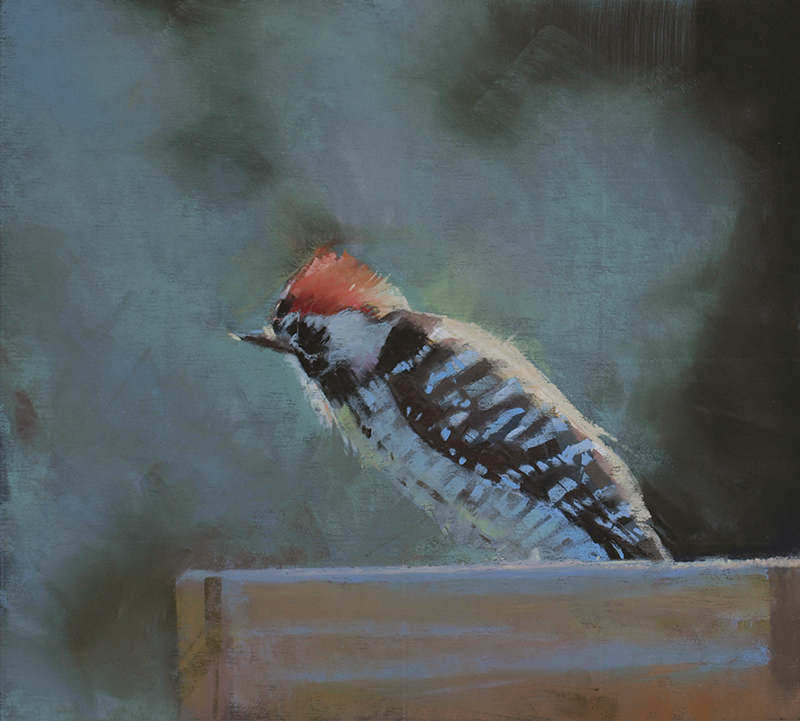 Nuttall's Woodpecker