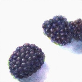 Blackberries