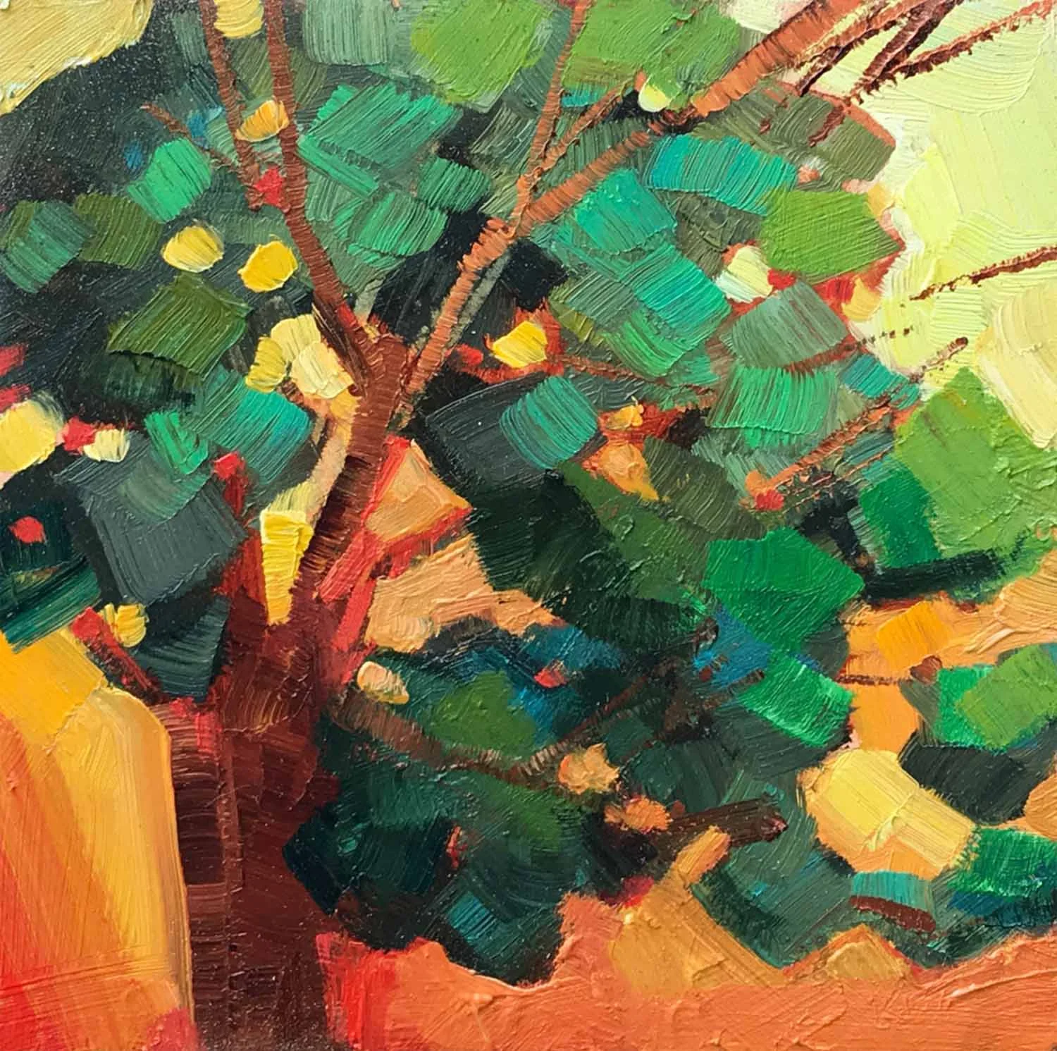 Pacific Madrone