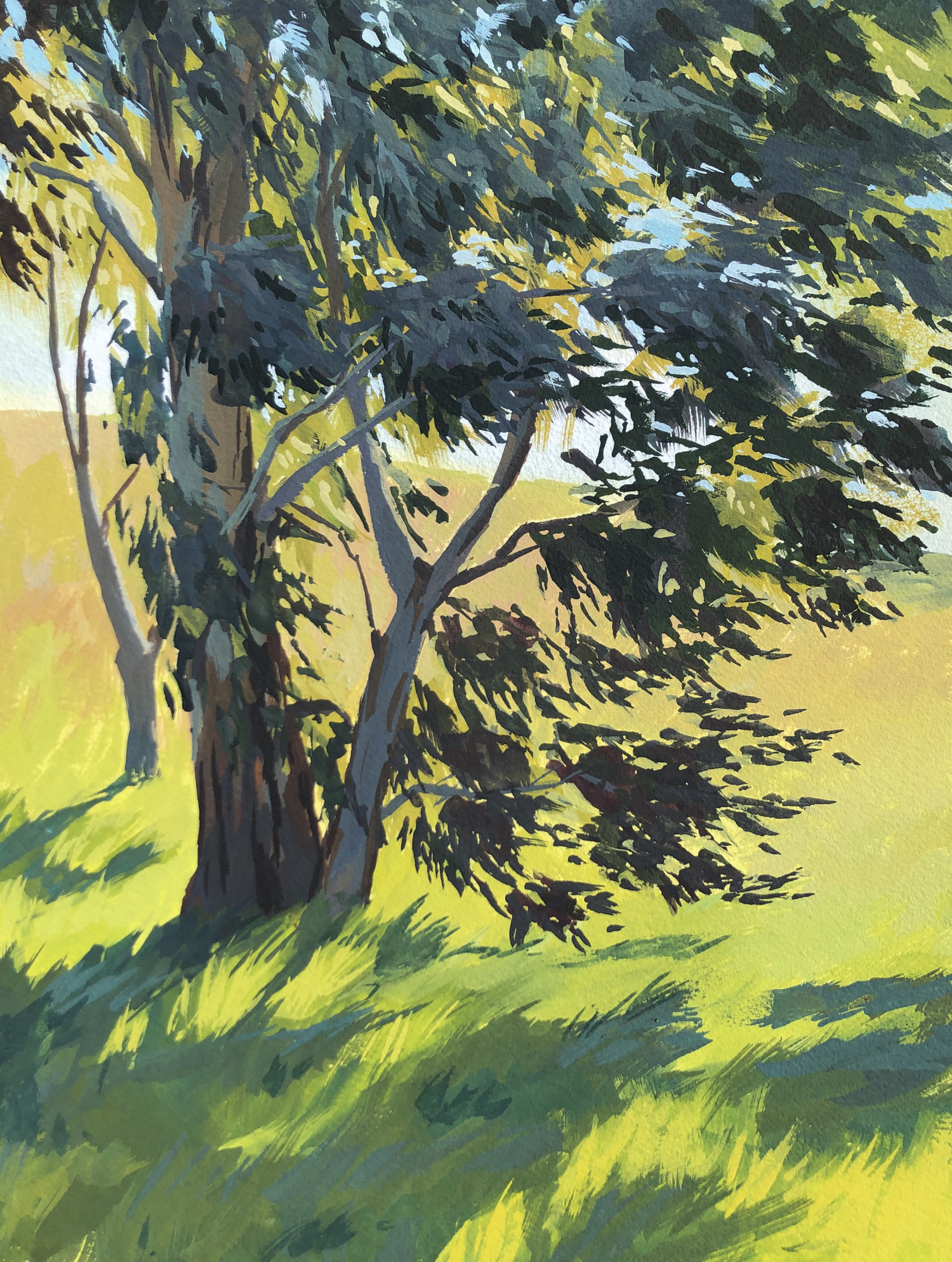 Eucalyptus Shadows