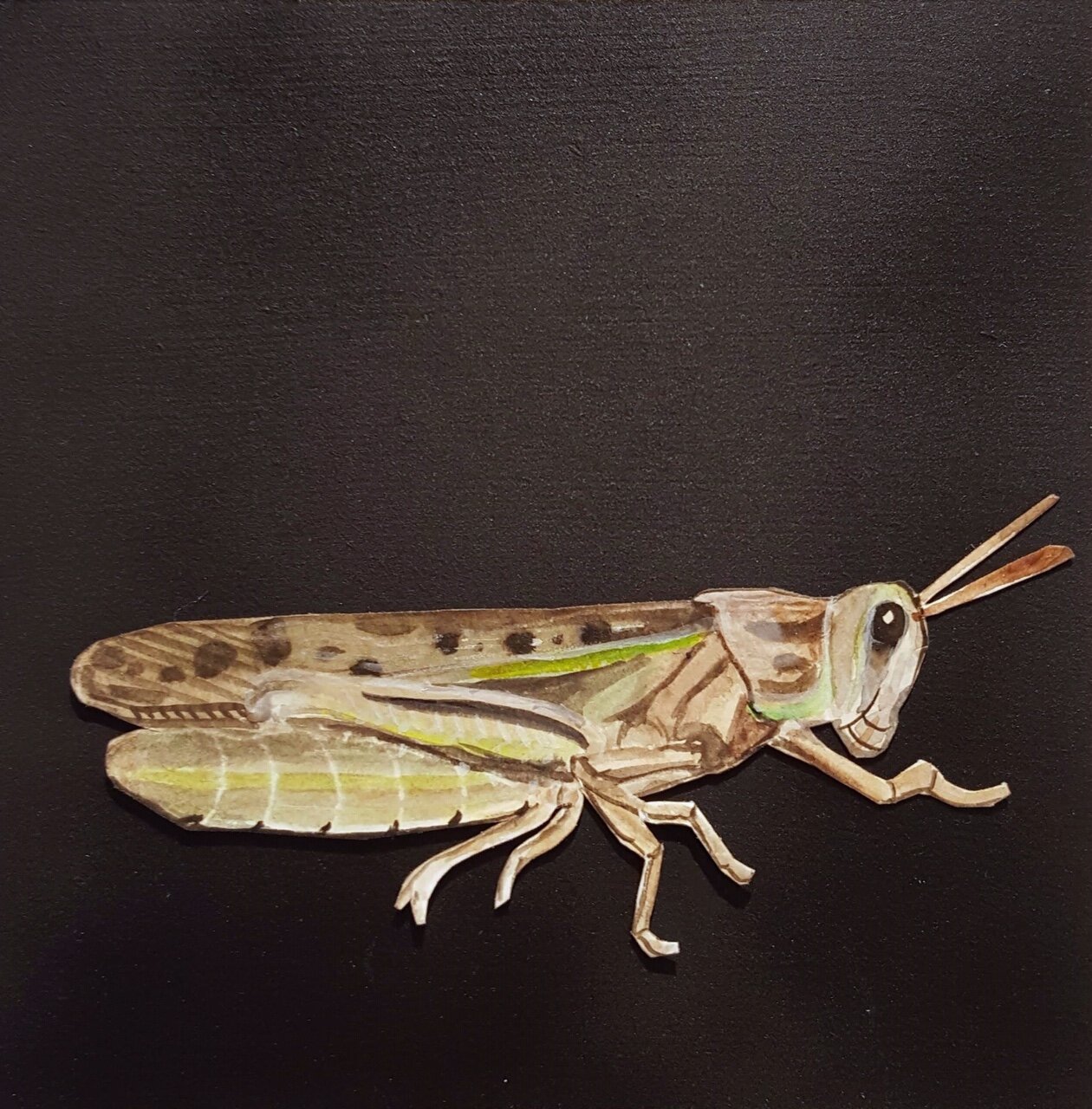 Locust