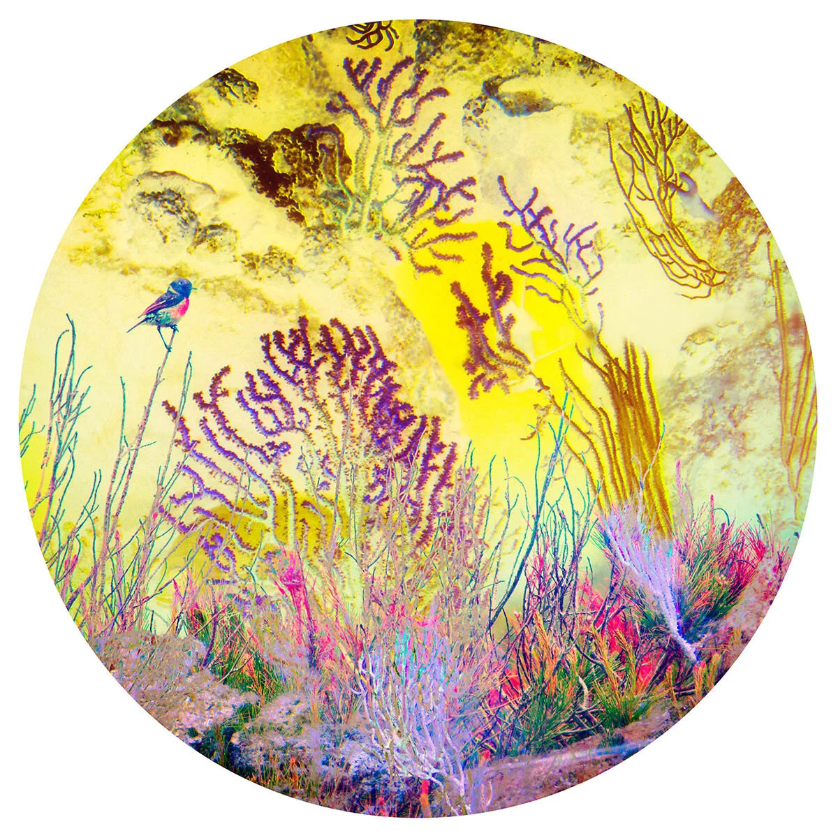 Untitled (Coral Beds)