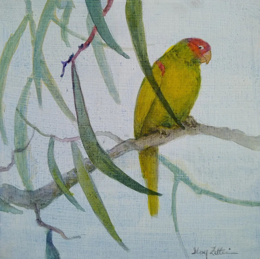 FZittin - Red-masked Parakeet.jpg