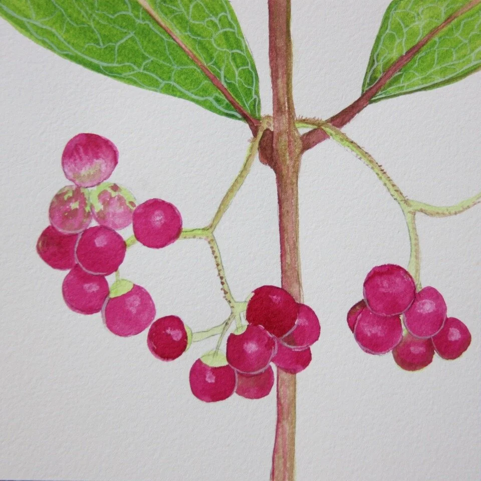 MCiofalo - Beauty Berry.jpeg