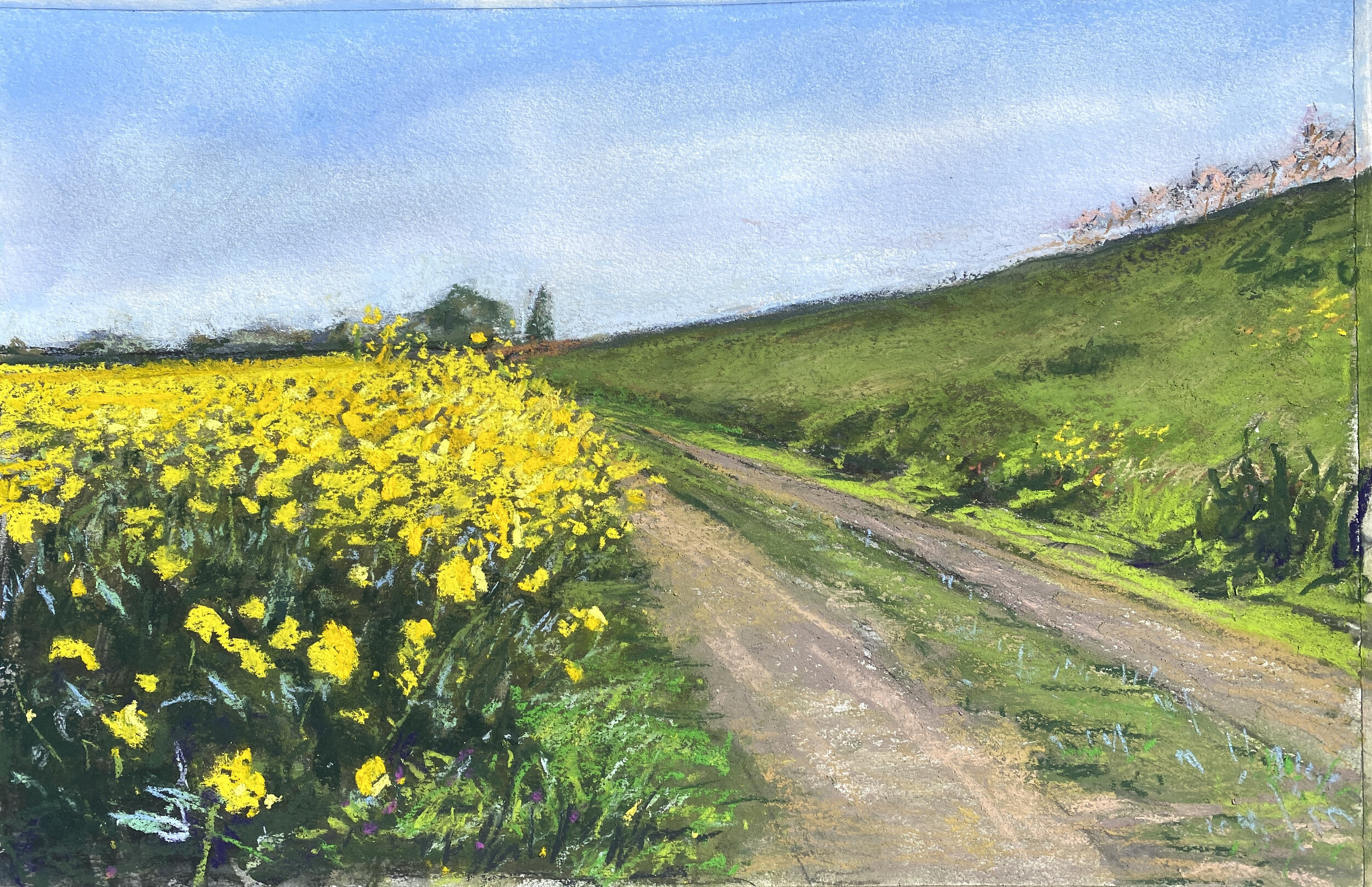 Mustard Bloom, Isleton