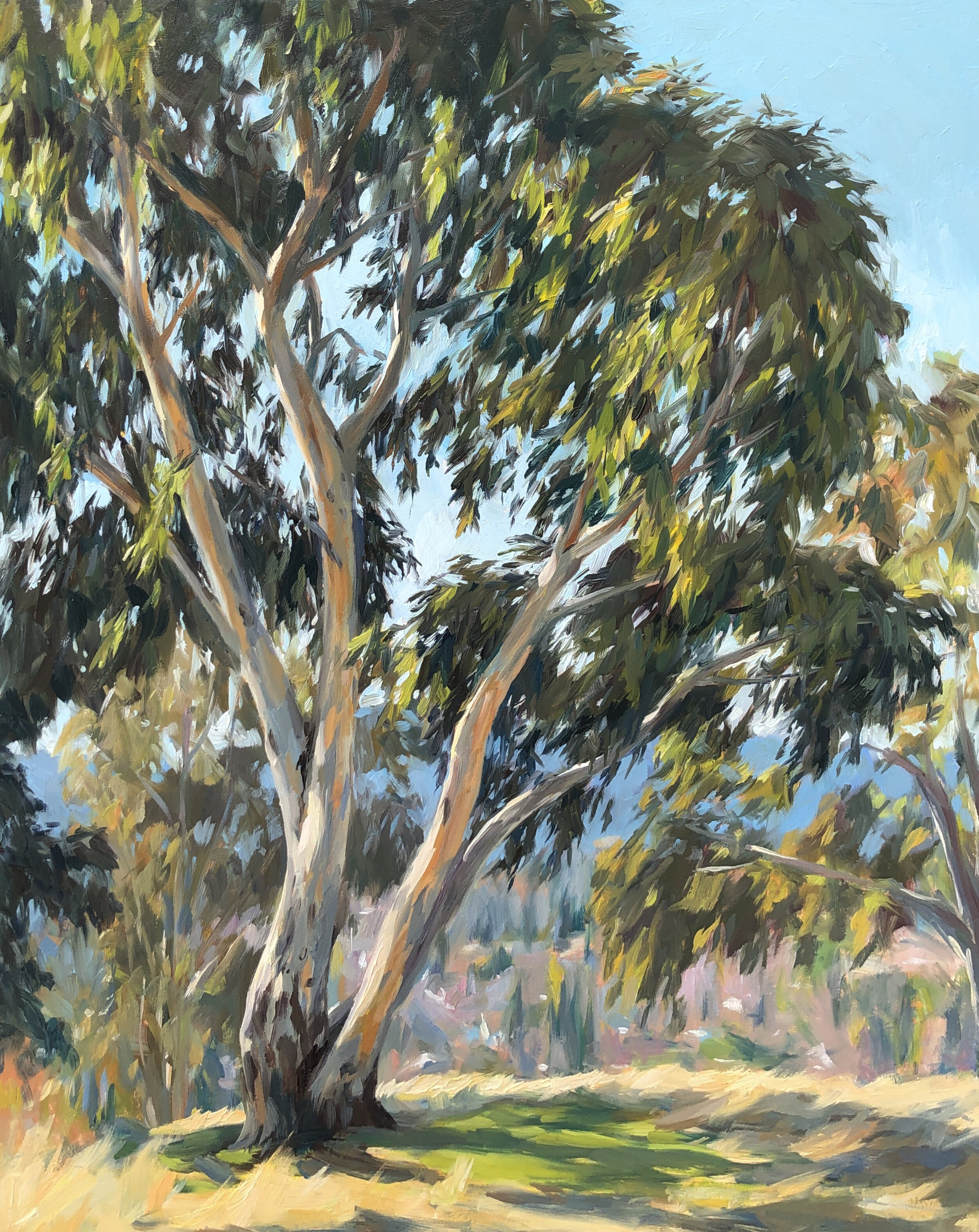 Eucalyptus Afternoon