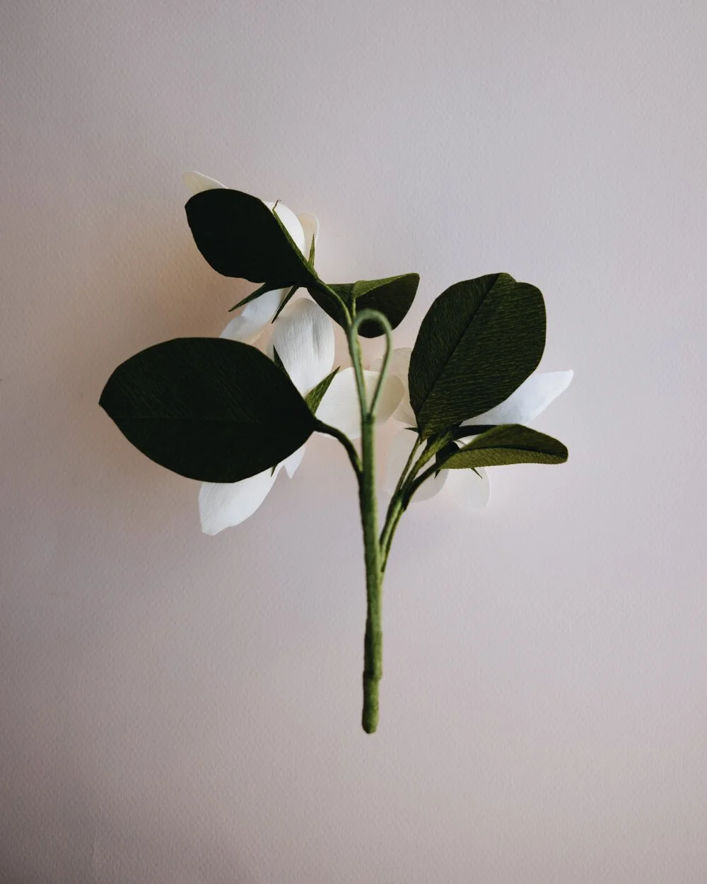 YLiu-Gardeniasback.jpg