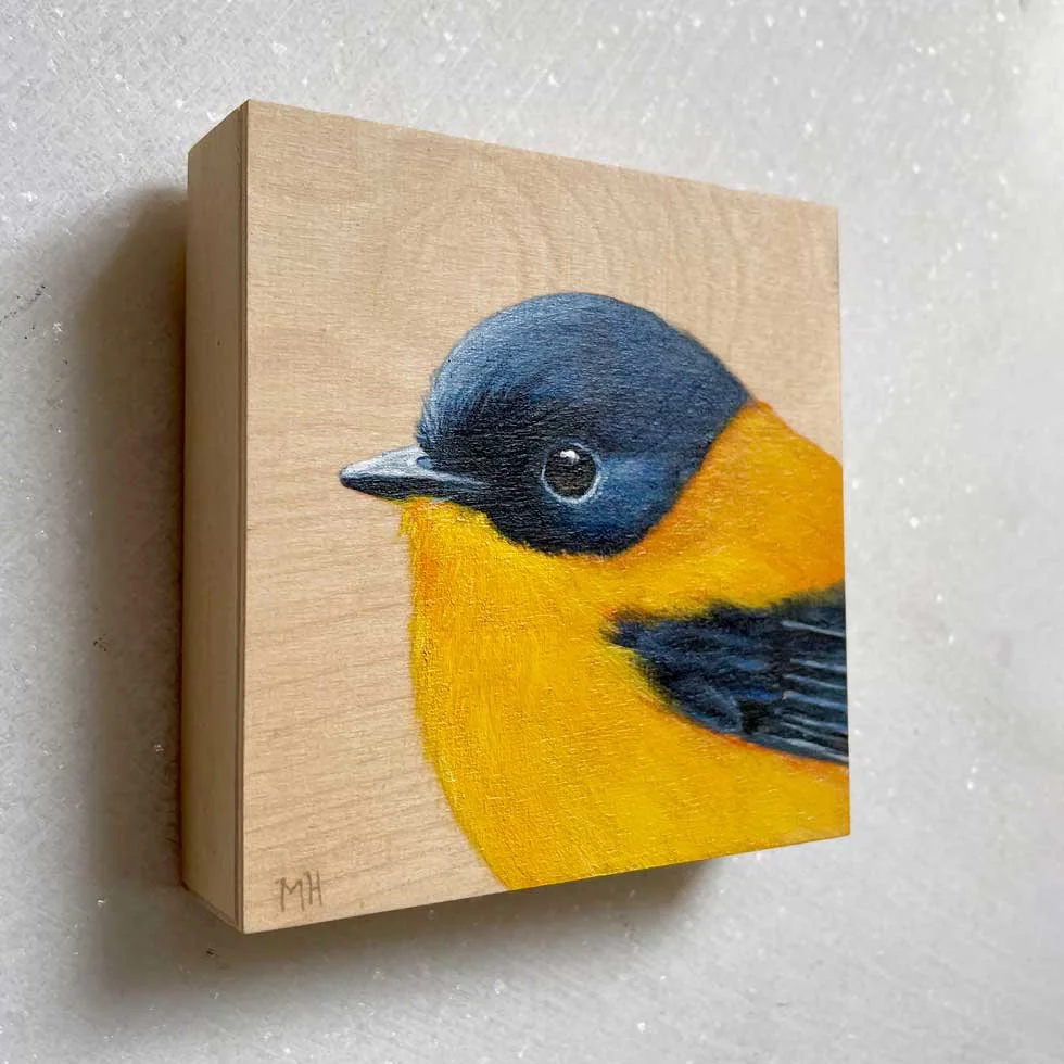 MHurley-Black-orange-flycatcher-side-front-maggie-hurley.jpg