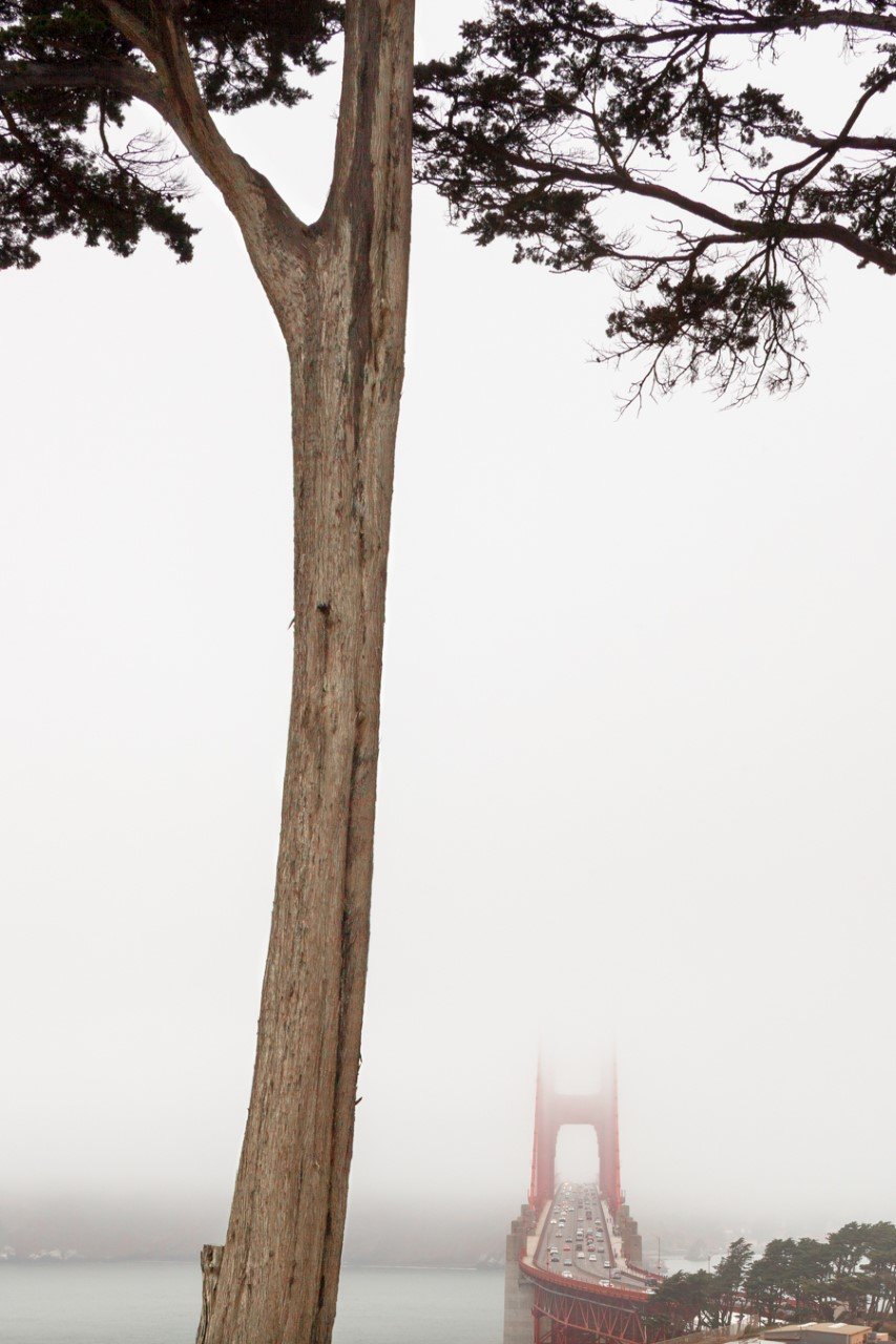 Tower Tree by John Andrew Murphy