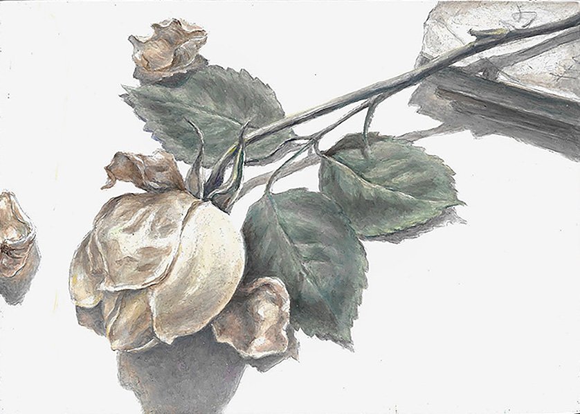 Faded Rose by Diana Liu Benet