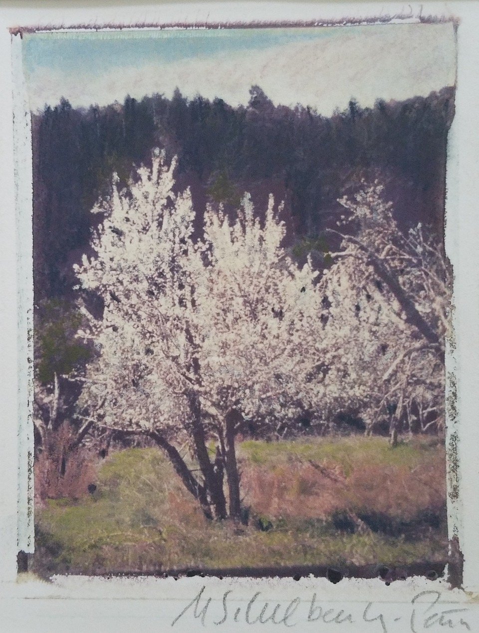 Pear Tree, Eldridge by Monica Schwalbenberg-Pena