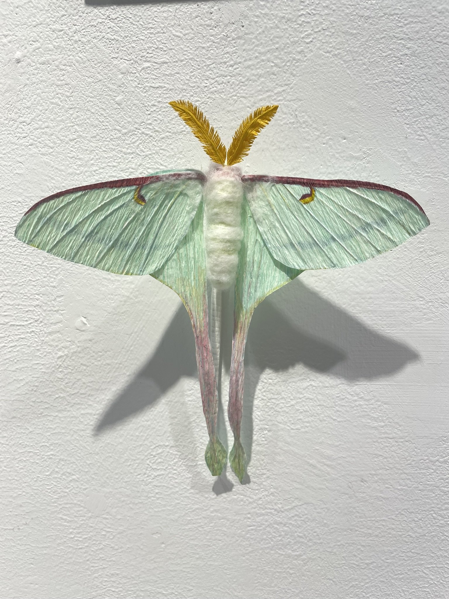Luna Moth by Yang Liu