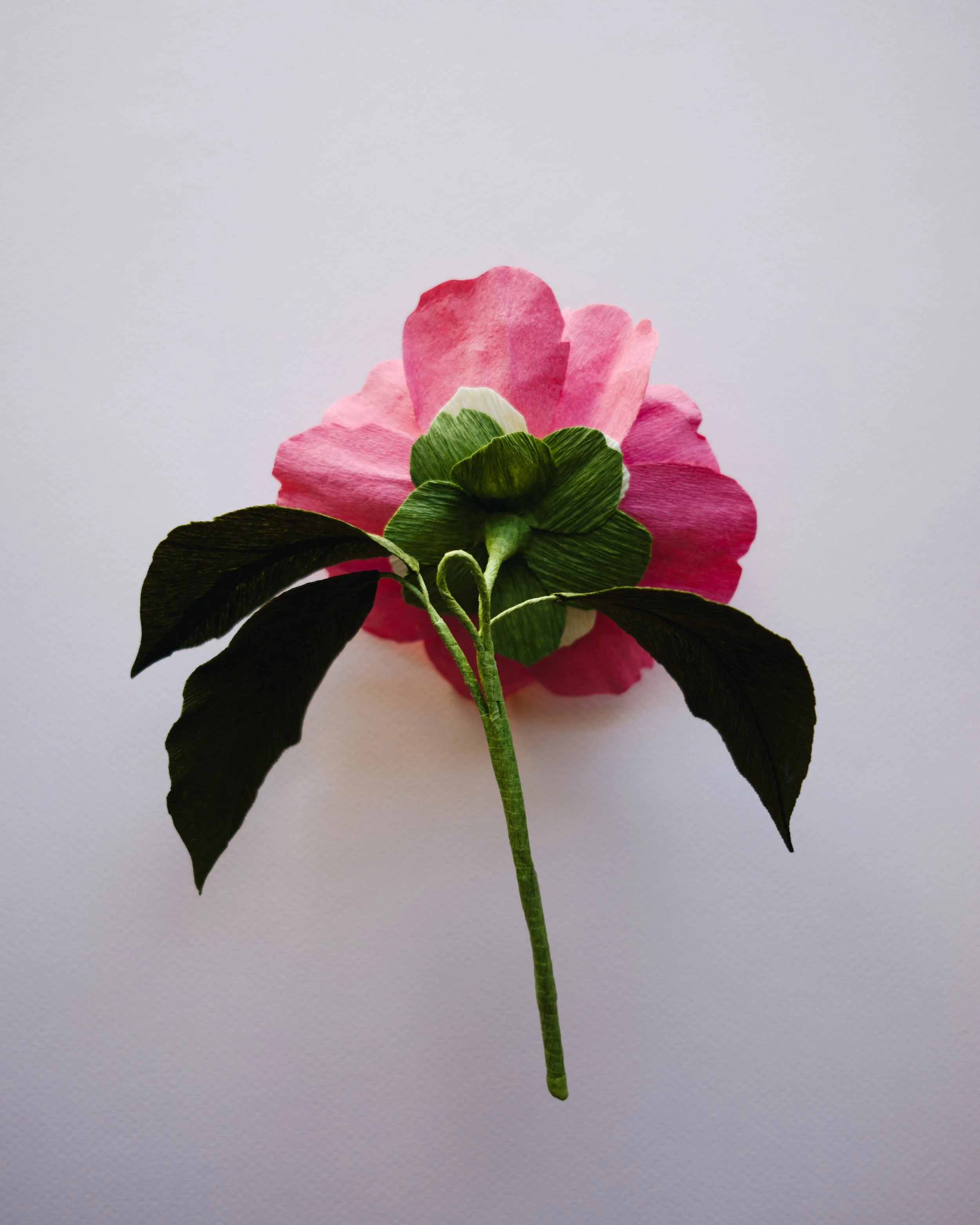 YLiu-Camellia-back.jpg